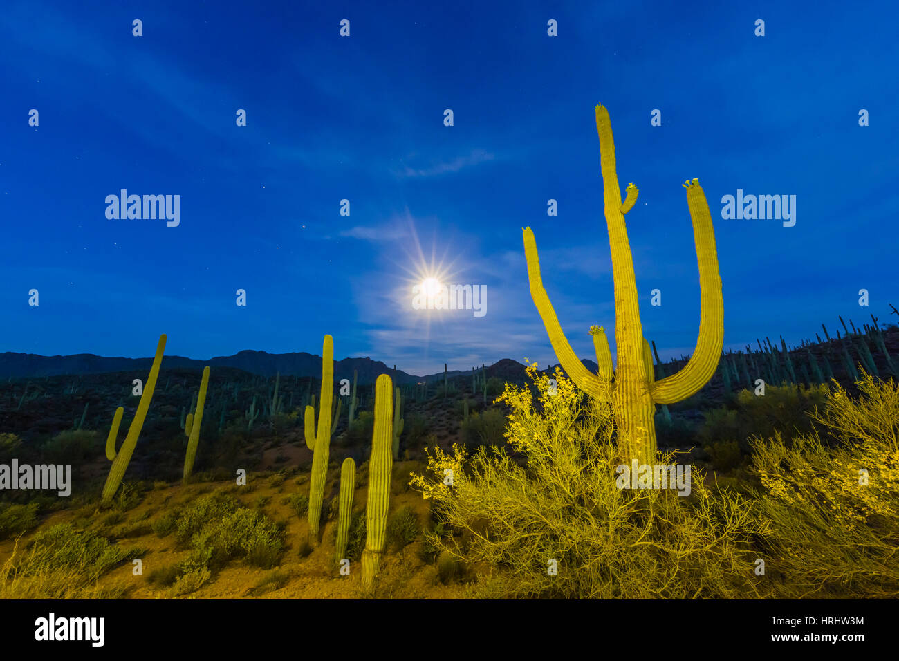 Full moon on saguaro cactus (Carnegiea gigantea), Sweetwater Preserve, Tucson, Arizona, United States of America, North America Stock Photo
