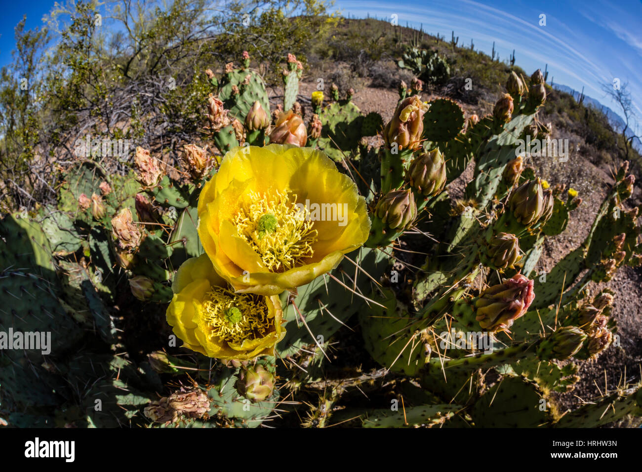 Flowering prickly pear cactus, in the Sweetwater Preserve, Tucson, Arizona, United States of America, North America Stock Photo