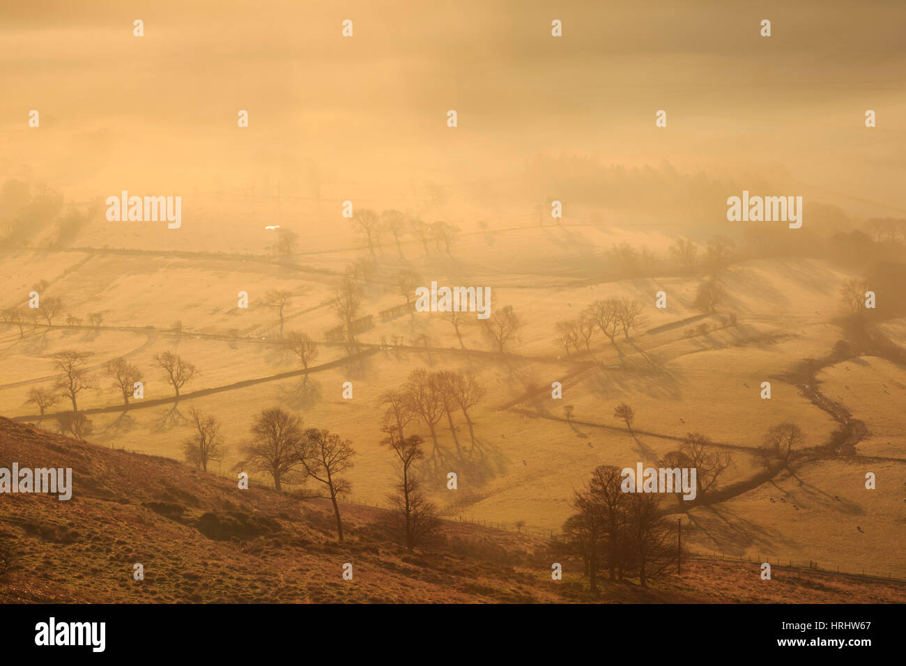 Misty and frosty sunrise over skeletal trees and fields dotted with sheep in winter, Castleton, Peak District, England, UK Stock Photo