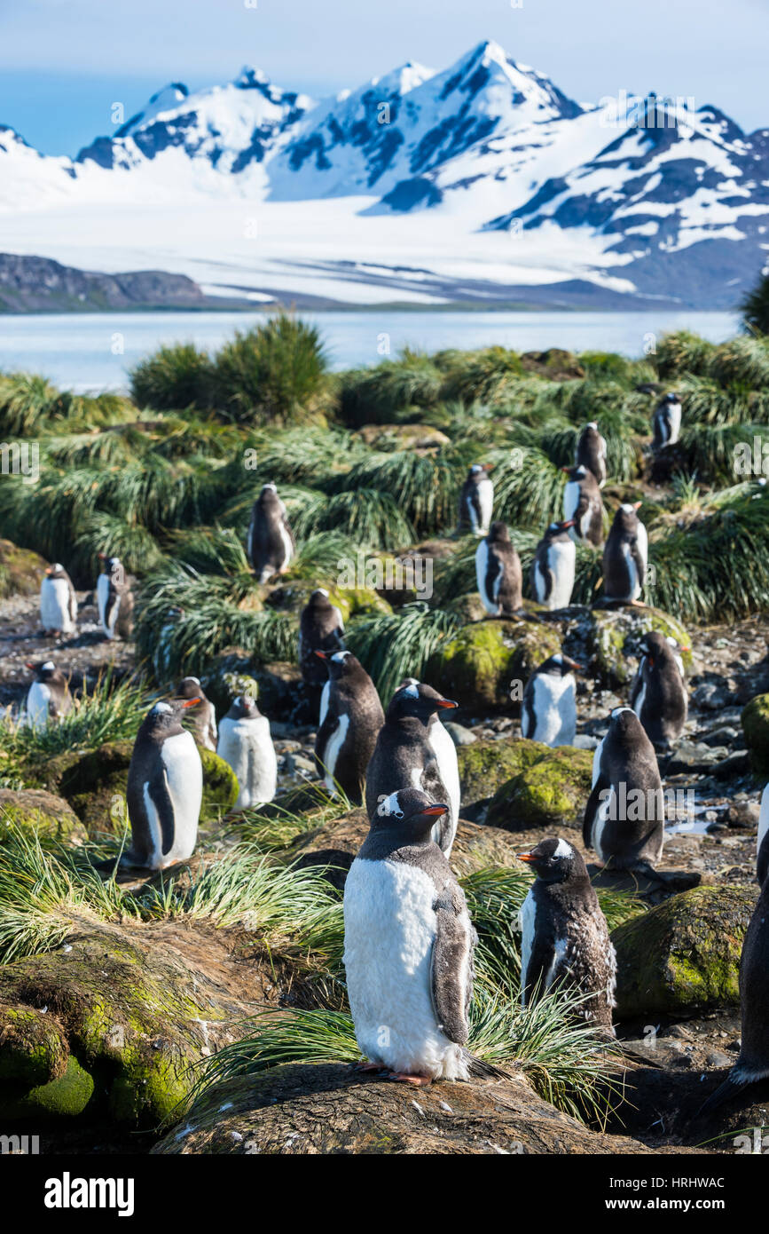 Gentoo penguins (Pygoscelis papua) colony, Prion Island, South Georgia, Antarctica, Polar Regions Stock Photo