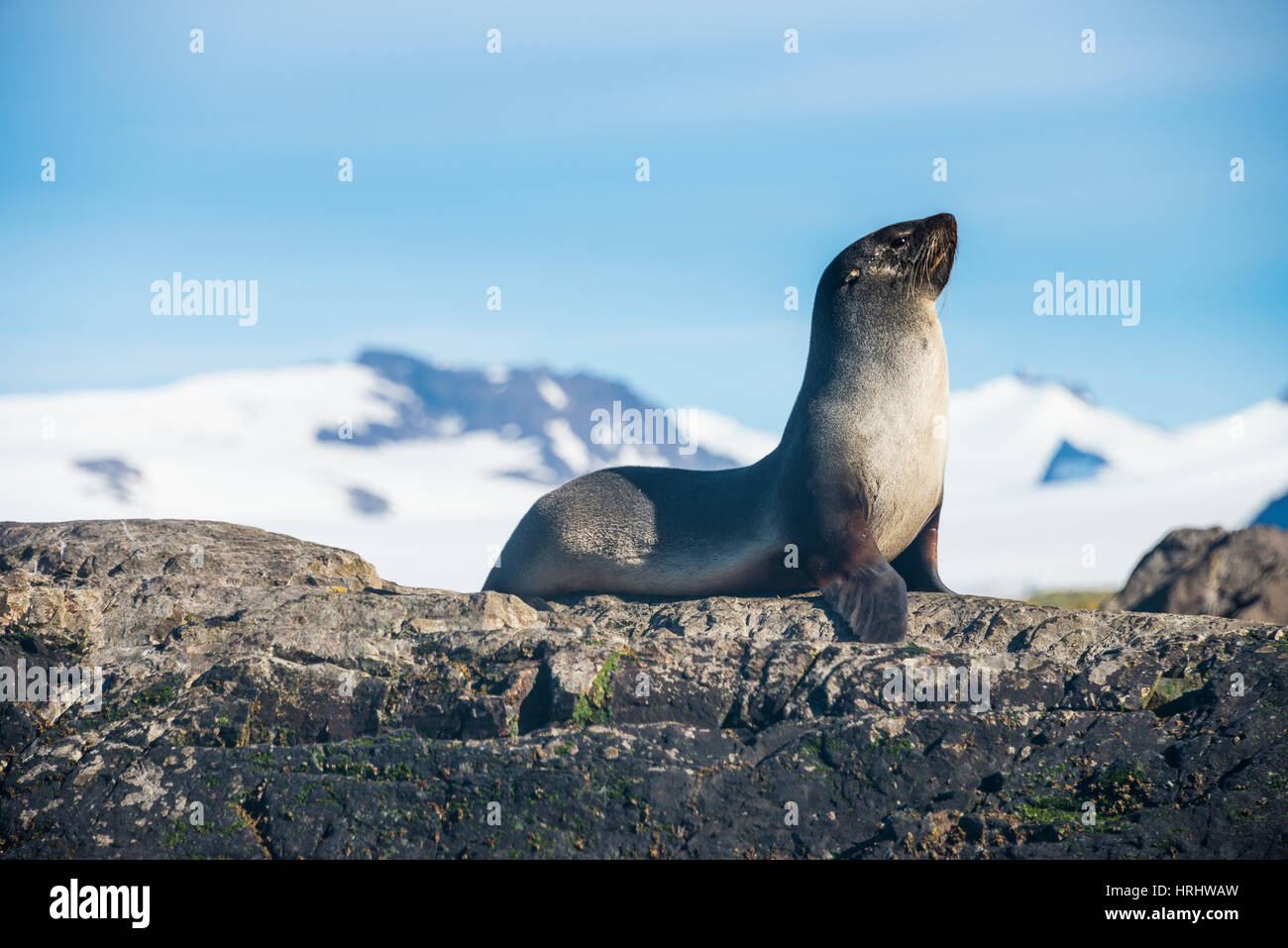 Antarctic fur seal (Arctocephalus gazella), Salisbury plain, South Georgia, Antarctica, Polar Regions Stock Photo