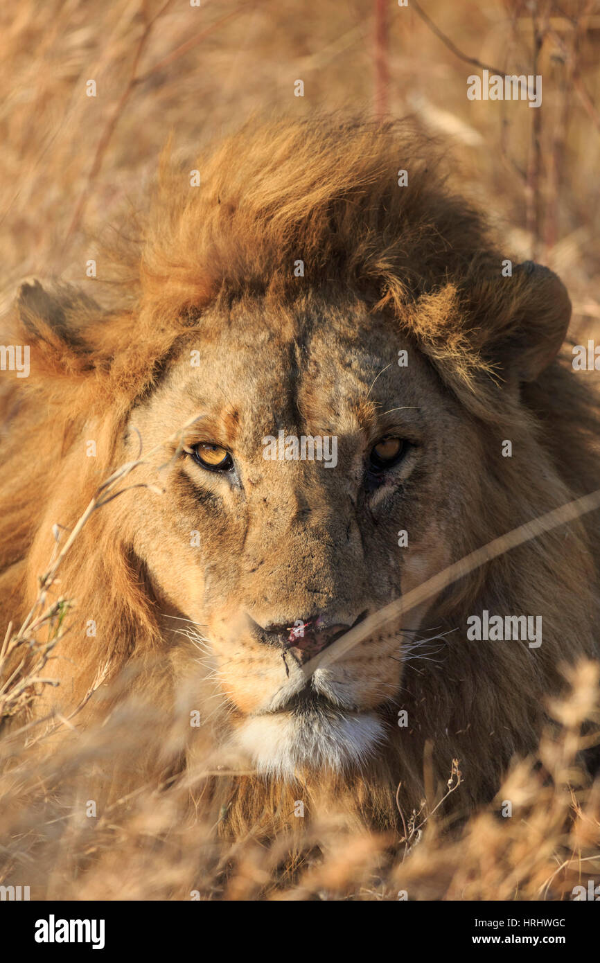 Lion serengeti hi-res stock photography and images - Alamy