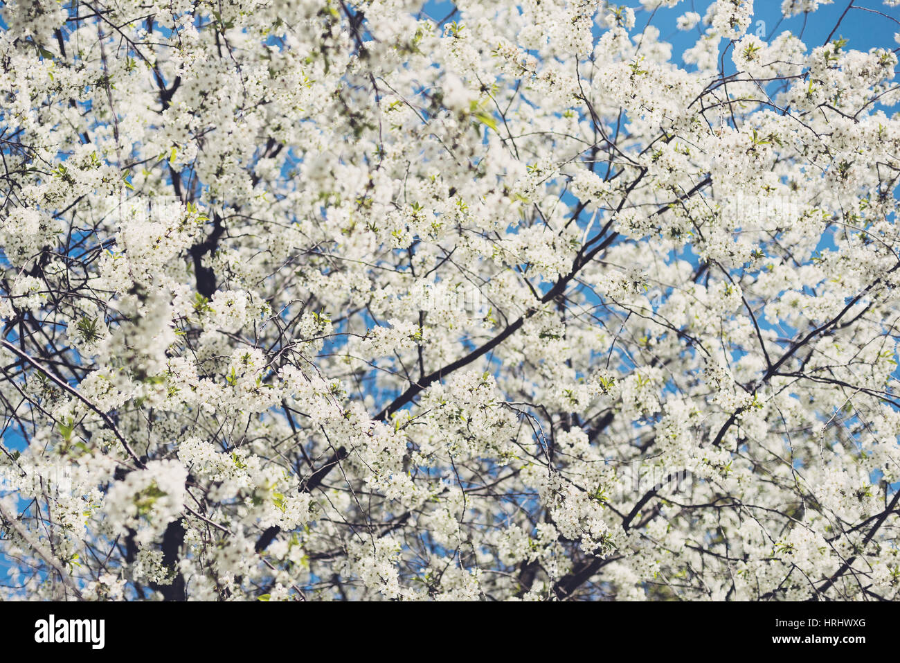 Flowers of blossom tree Stock Photo Alamy