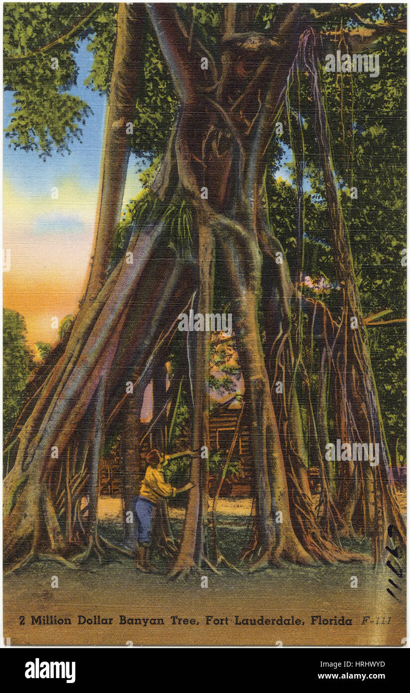2 Million Dollar Banyan Tree, Fort Lauderdale, Florida Stock Photo Alamy