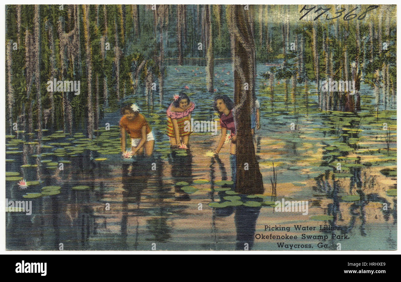 Picking water lilies, Okefenokee Swamp Park, Waycross, Ga