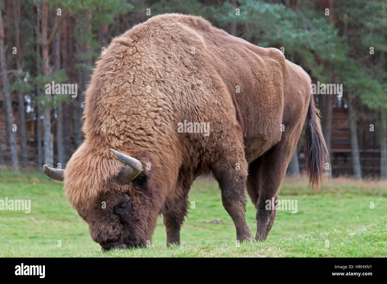 Bison feeding on grass Stock Photo