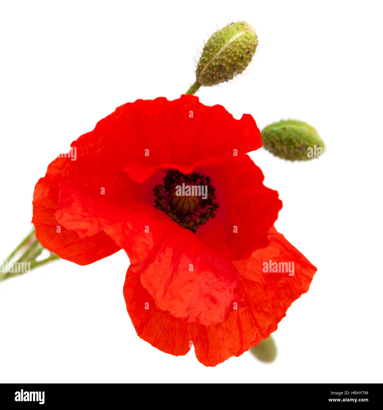 bright red poppy flower isolated on white background Stock Photo - Alamy