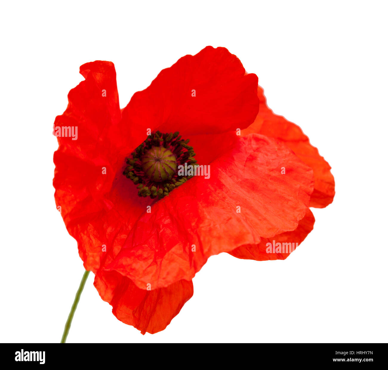 bright red poppy flower isolated on white background Stock Photo Alamy