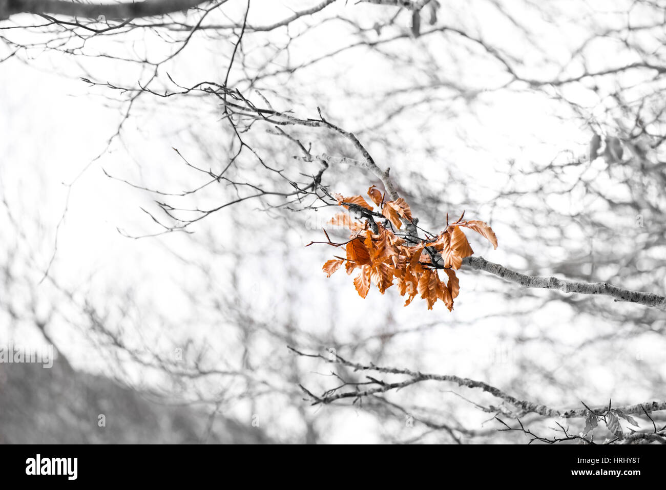 Red beech leaf white background hi-res stock photography and images - Alamy