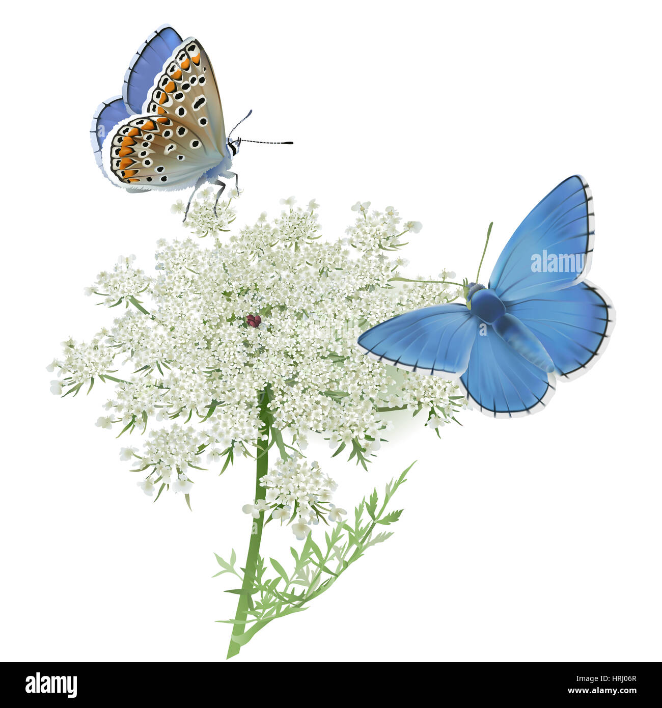 Butterflies Adonis blue on Queen Anne's lace. Hand drawn digital  illustration on white background Stock Photo - Alamy, image size:1300x1390