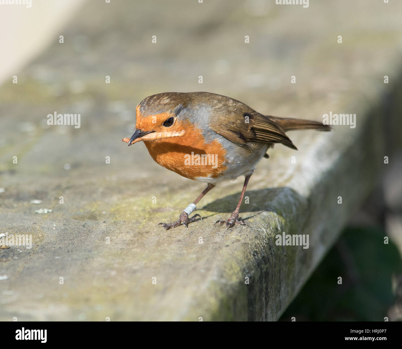 Robin eating a mealworm hires stock photography and images Alamy