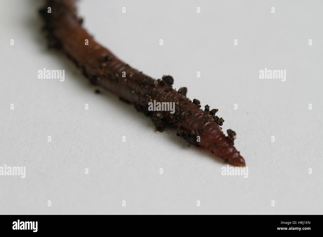 Worm Size Megadriles hi-res stock photography and images - Alamy