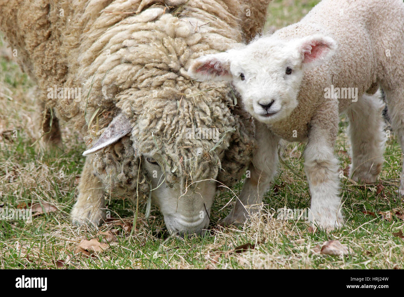 A mother sheep with her newborn lamb in a pasture Stock Photo