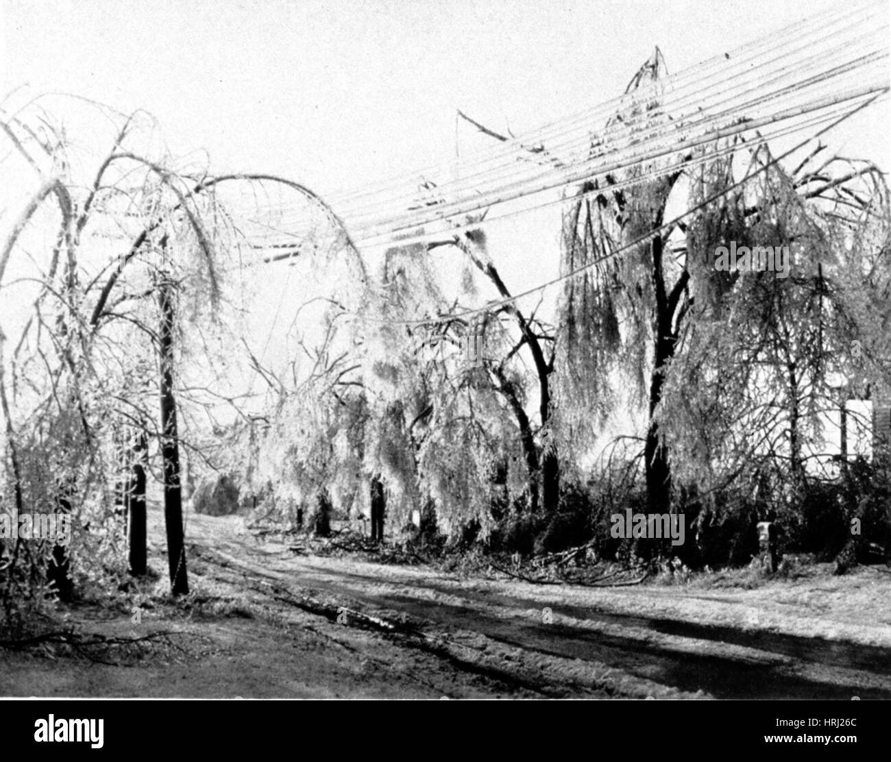 Heavy Hand of Winter on Trees and Wires, 1931 Stock Photo