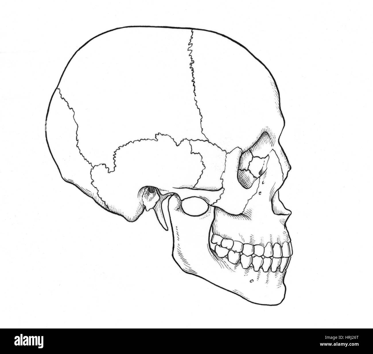 Illustration of Human Skull Stock Photo