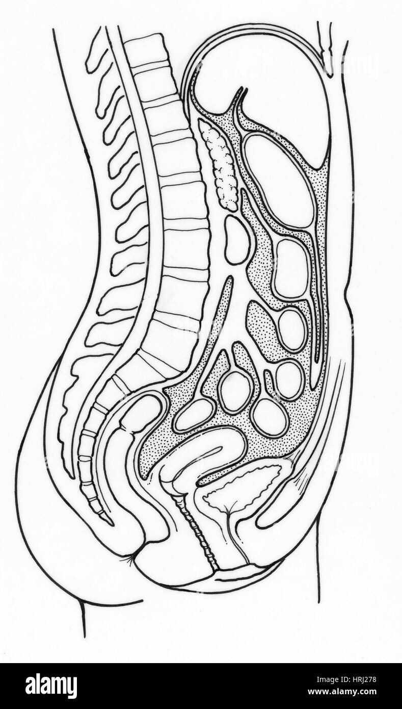 Illustration of Female Internal Organs Stock Photo