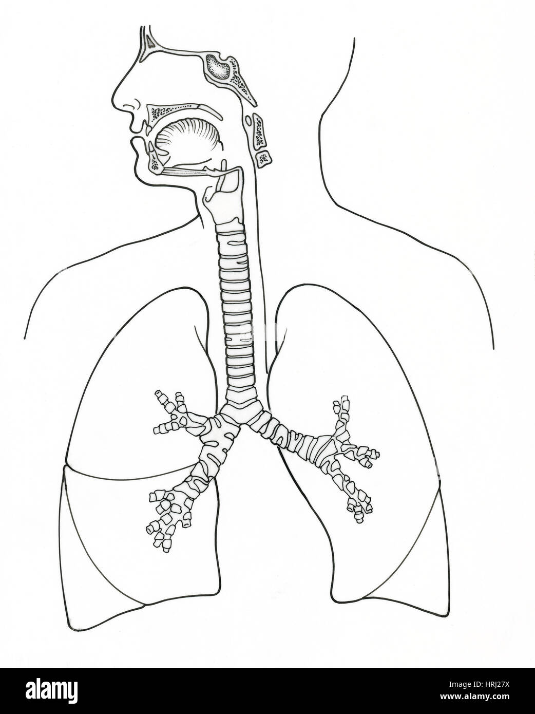 Illustration of Respiratory System Stock Photo