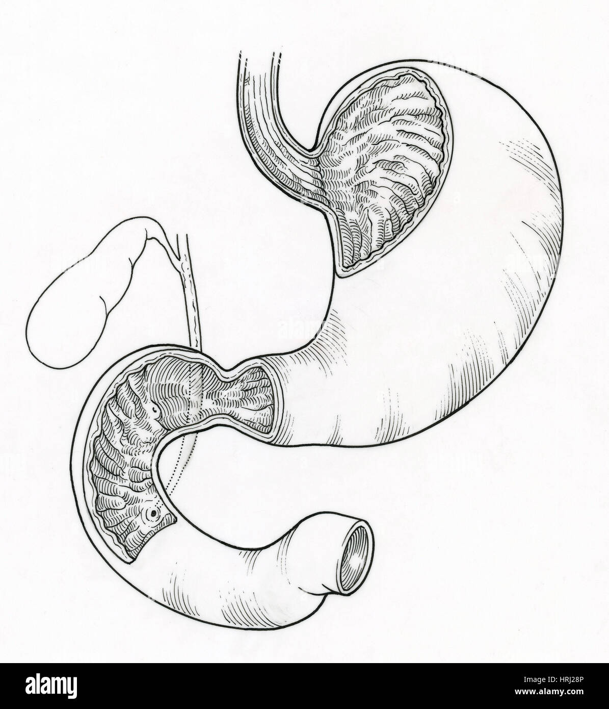 Illustration of Stomach and Duodenum Stock Photo