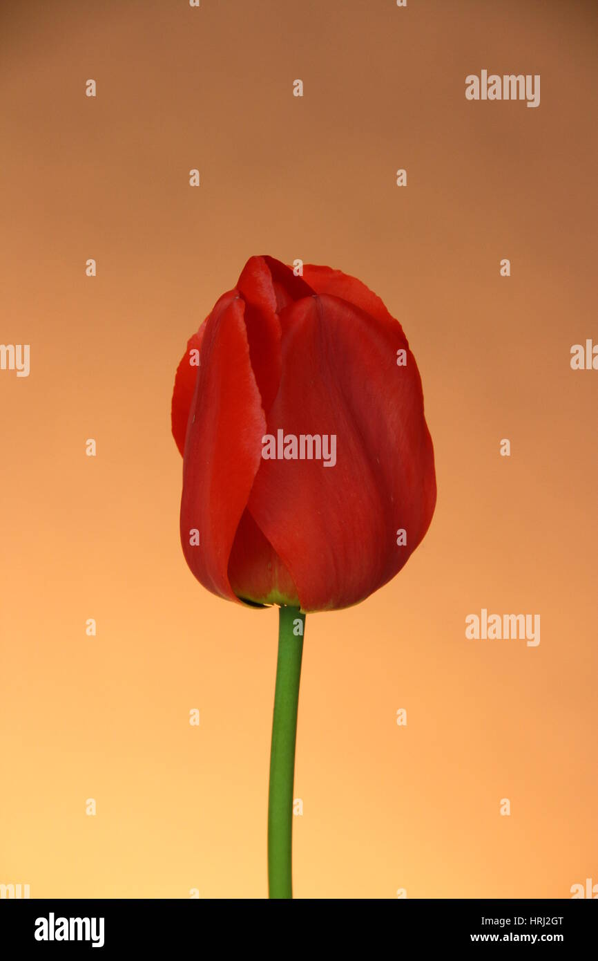 Tulip Stock Photo