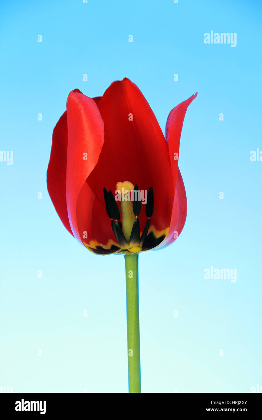 Stamen of Tulip Stock Photo
