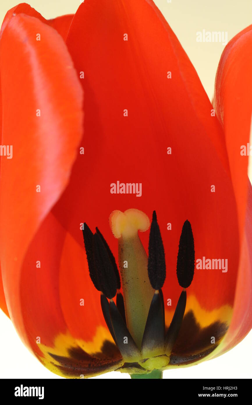 Stamen of Tulip Stock Photo