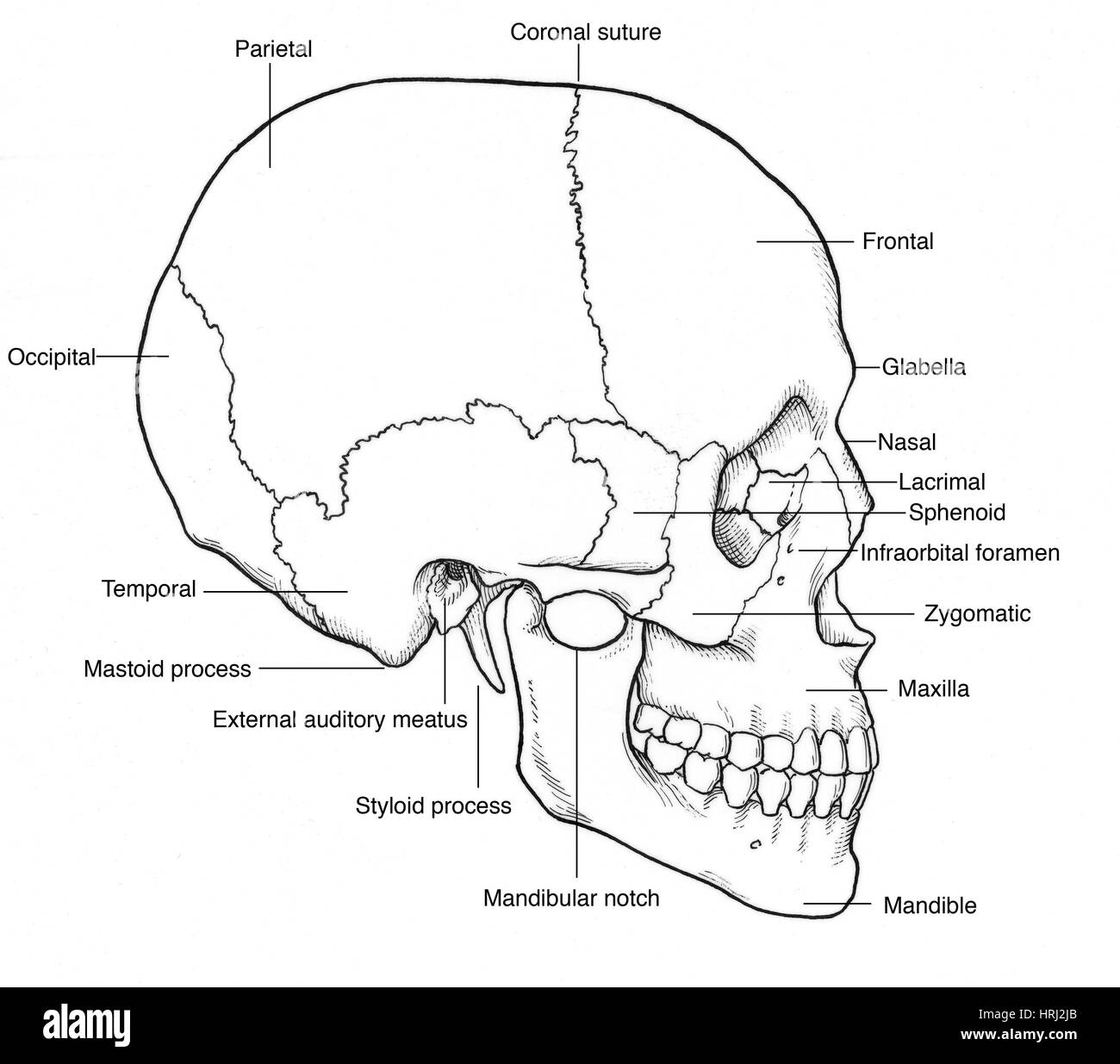 Illustration of Human Skull Stock Photo