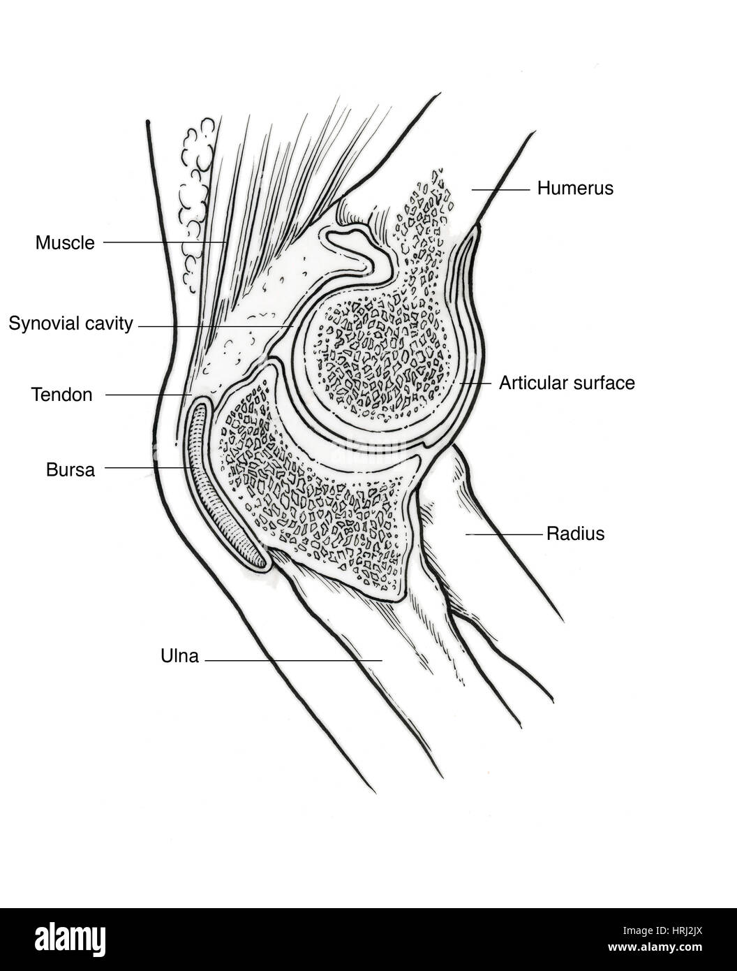 Elbow bursa hires stock photography and images Alamy