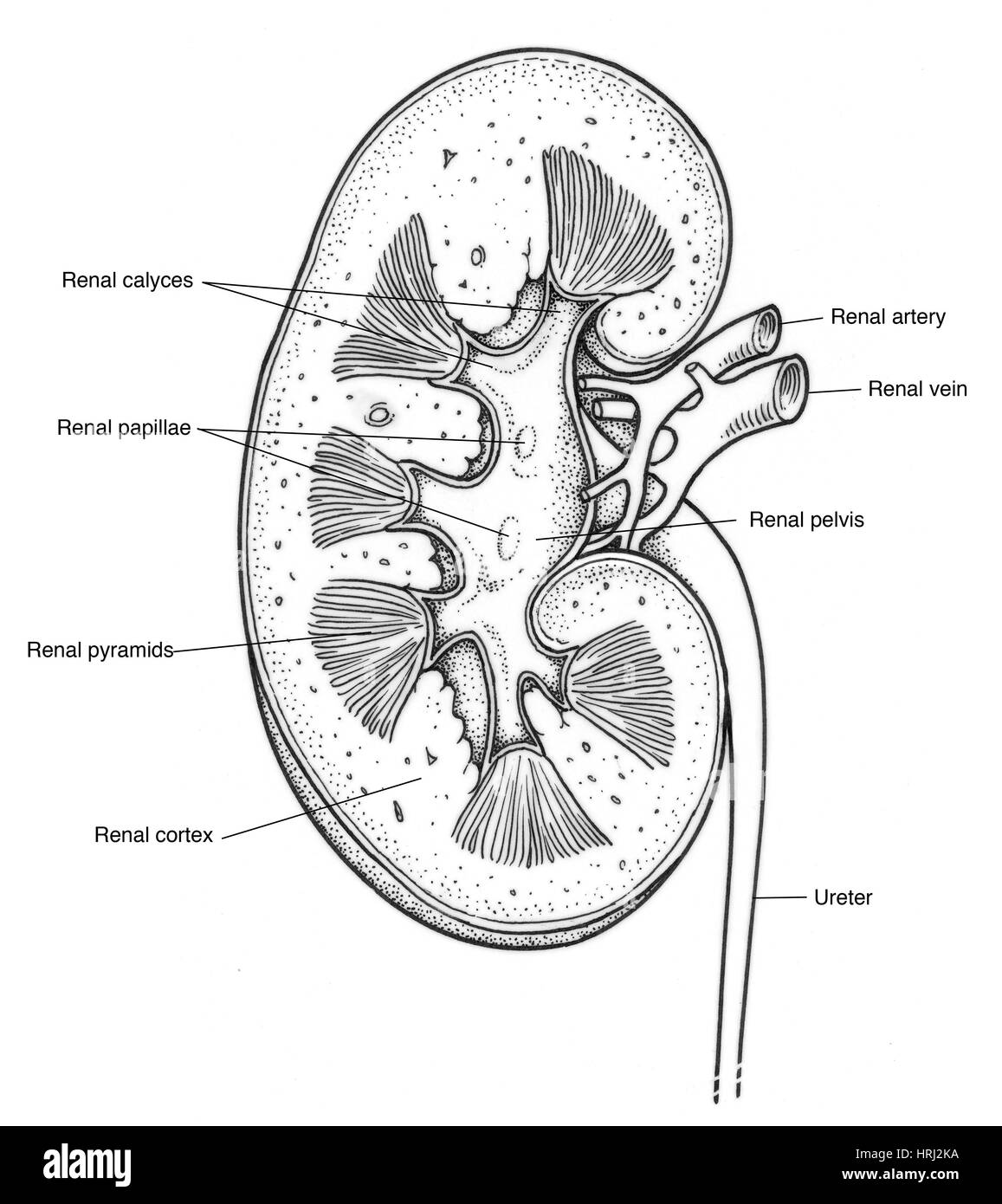 Renal pyramids hires stock photography and images Alamy