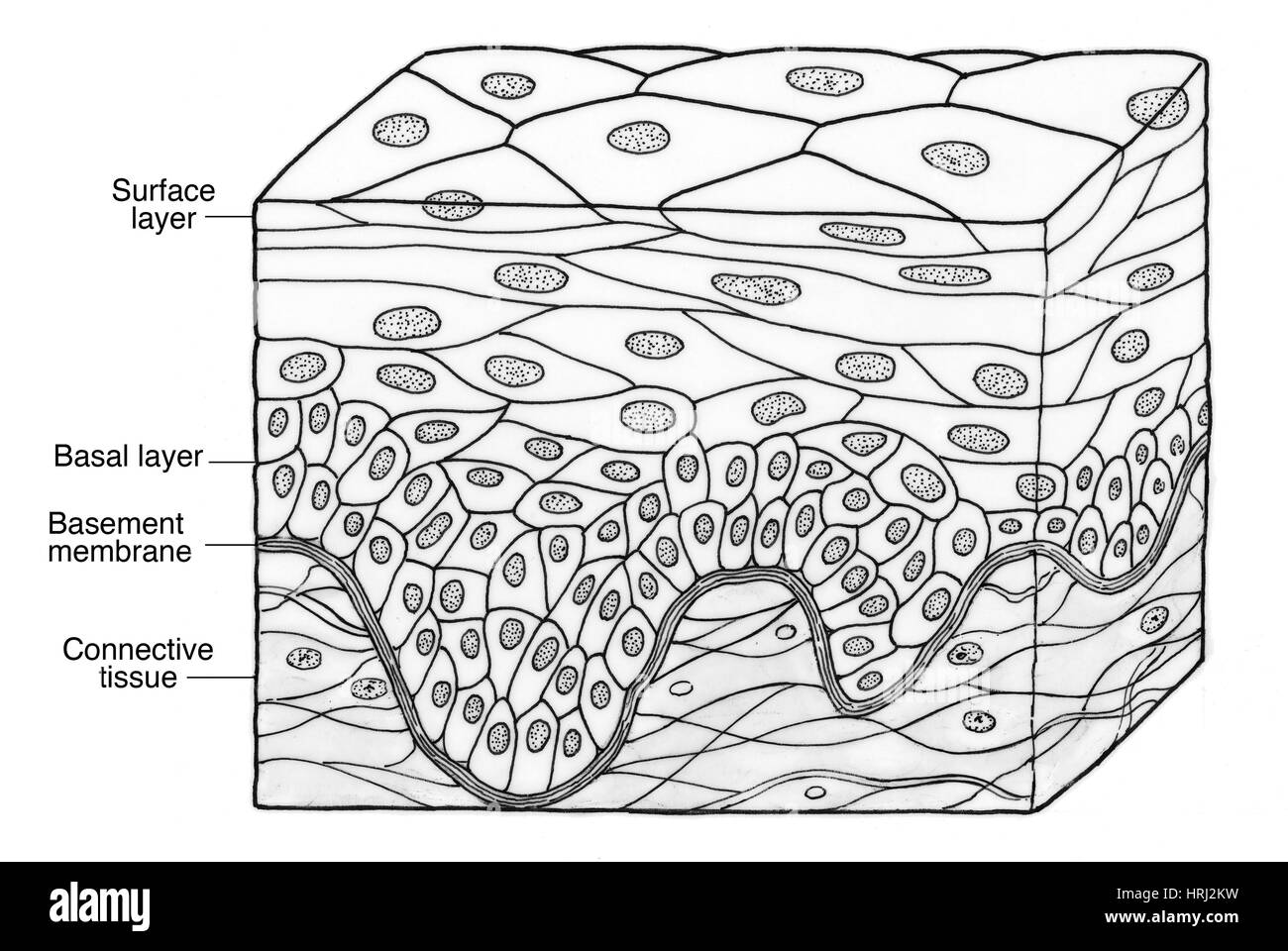 Manual of bacteriology. Bacteriology. DISTRIBUTION OF THE BACILLUS. 359  ture according as it is formed on a surface covered with stratified  squamous epithelium as in the pharynx, or on a surface