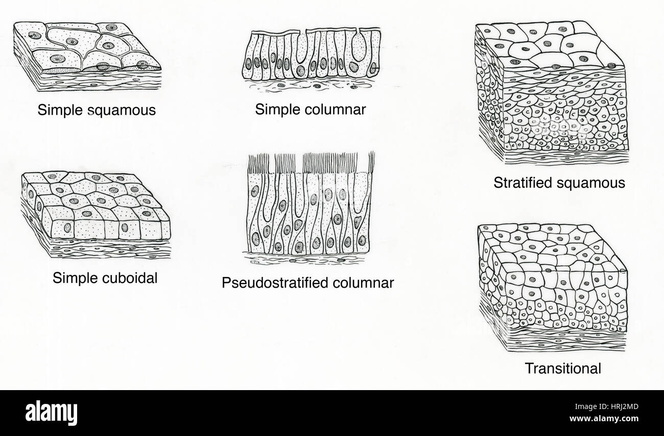 Illustration of Epithelium Types Stock Photo