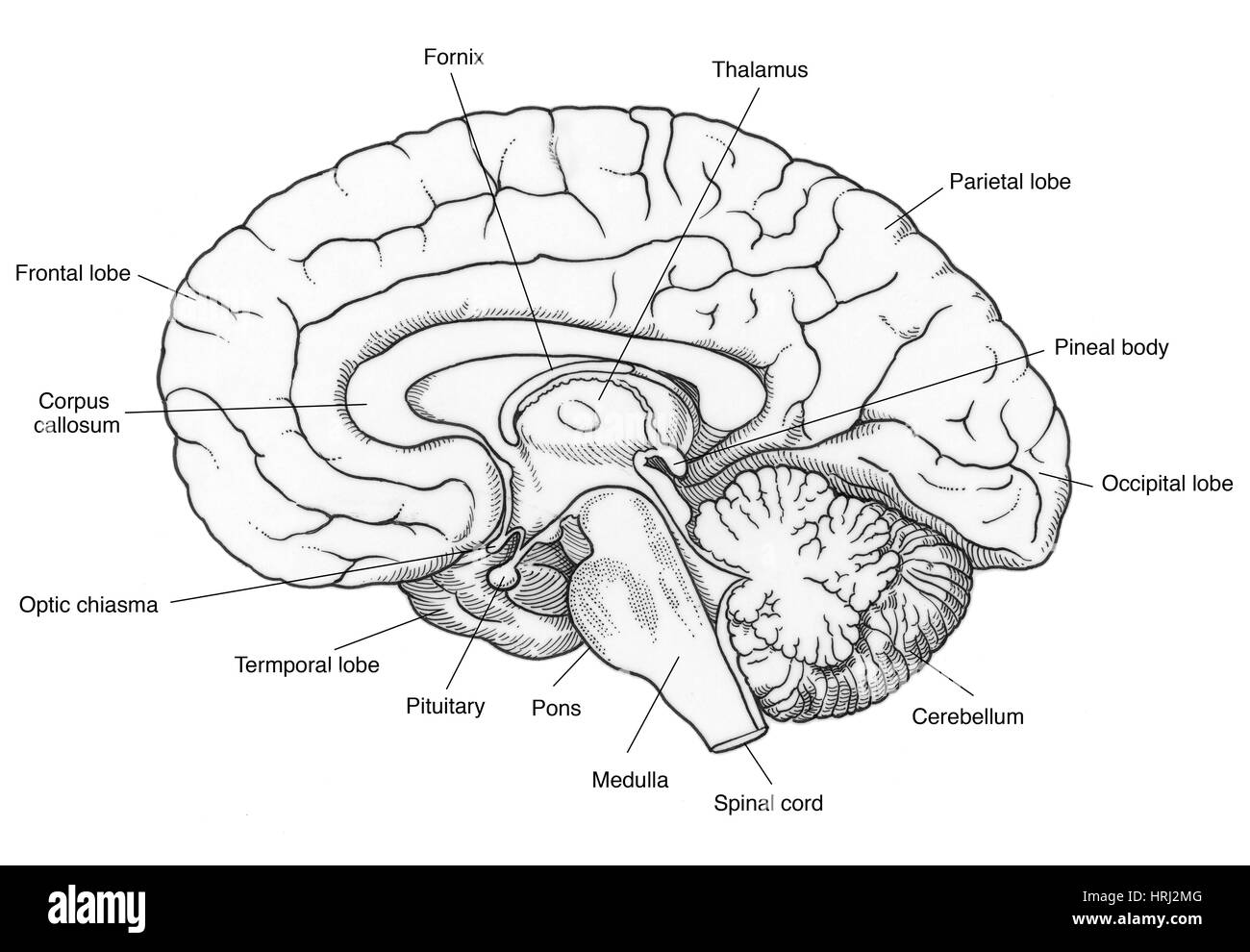 Illustration of Human Brain Stock Photo Alamy