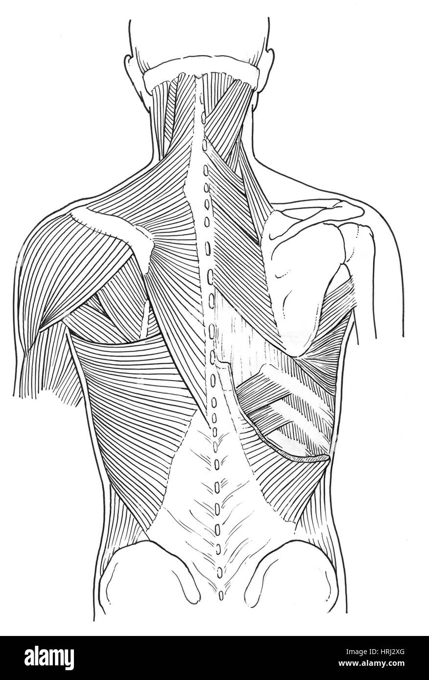 Illustration of Back Muscles Stock Photo Alamy