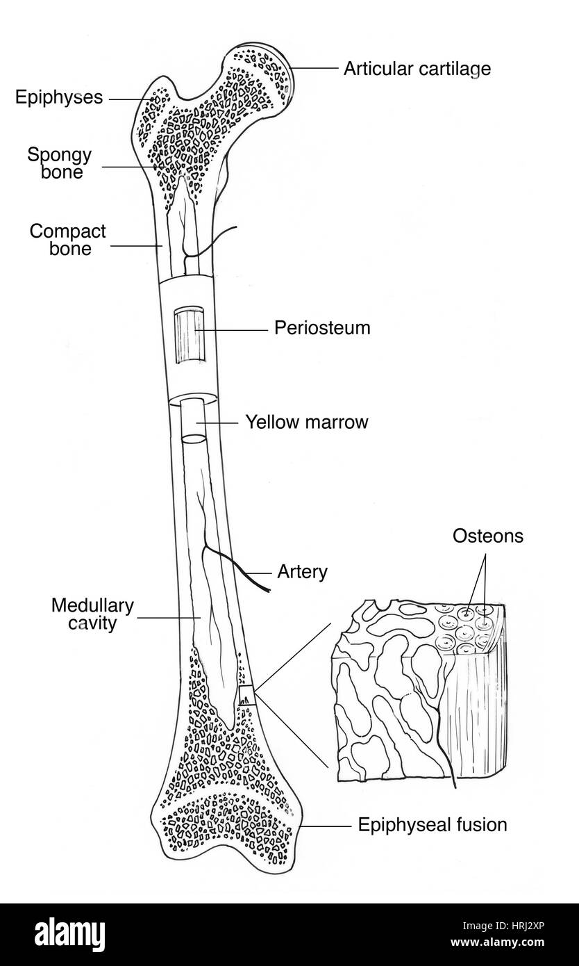 Illustration Of Bone Structure Stock Photo Alamy