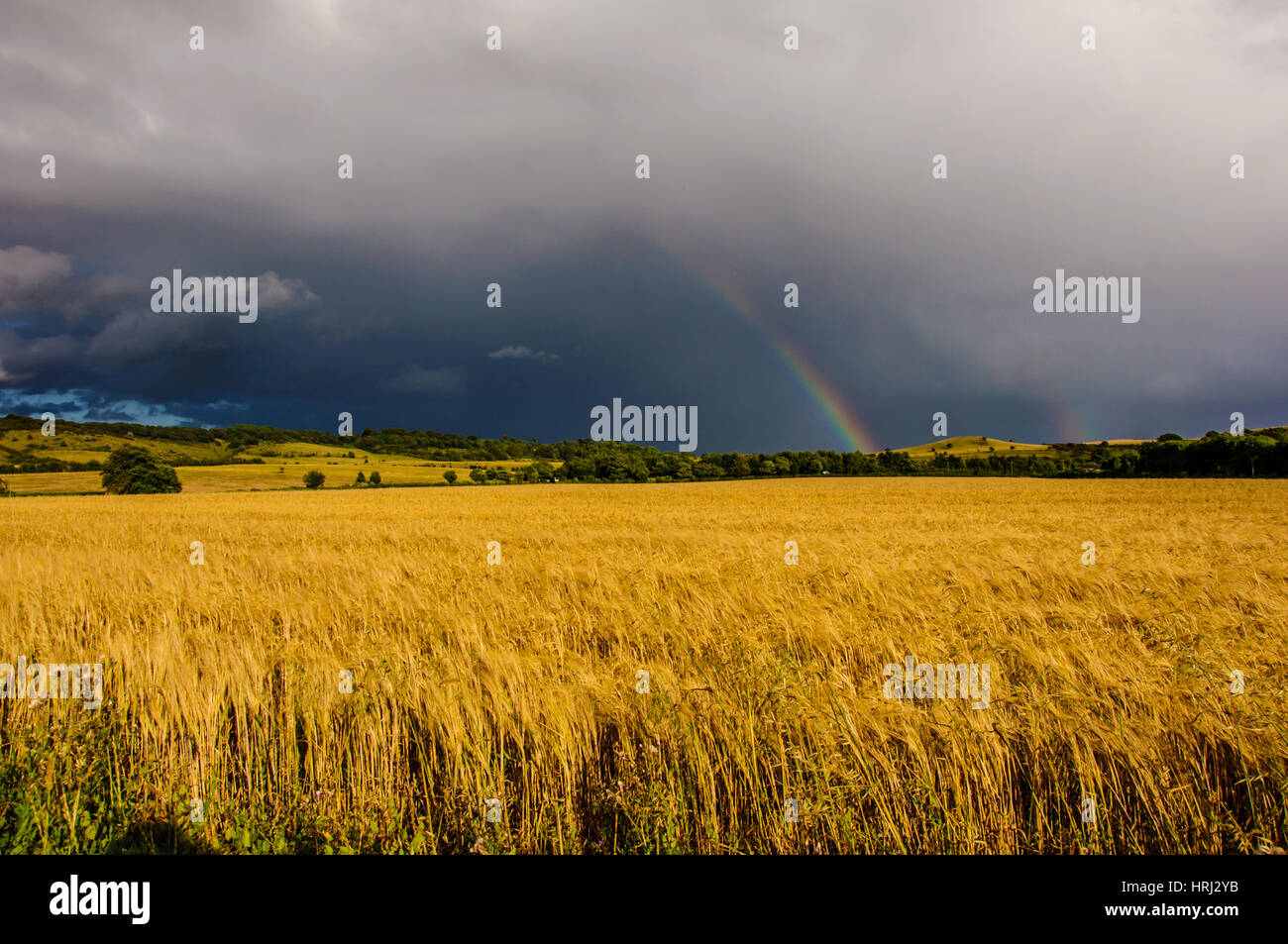 Image of two rainbows after heavy rain above corn field at Bedfordshire next to Ivinghoe village. Stock Photo