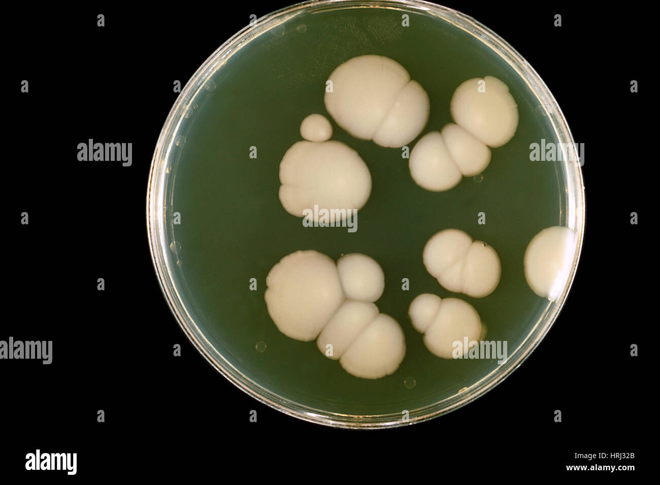 Candida albicans, Agar Plate Culture Stock Photo