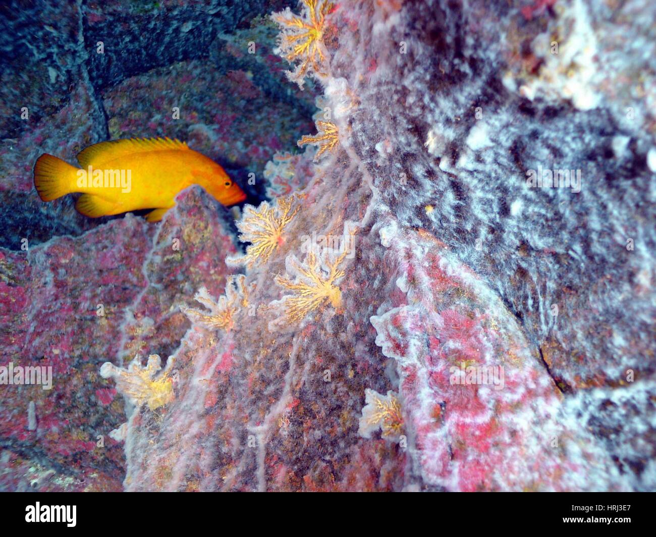Deep ocean fish, hydrothermal vent hires stock photography and images