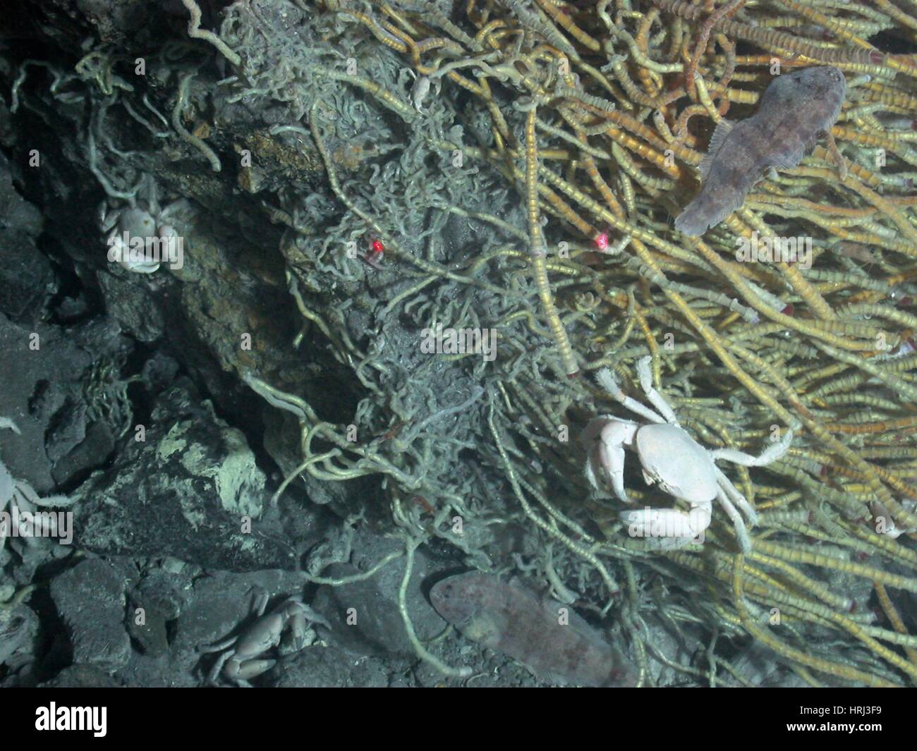 Hydrothermal Vent Community Stock Photo