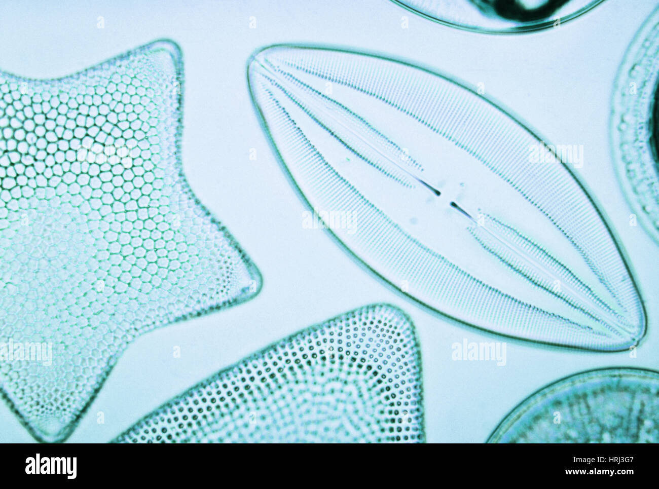Diatoms Stock Photo