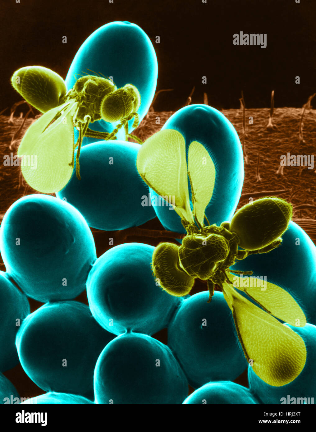 Parasitic Wasps, SEM Stock Photo