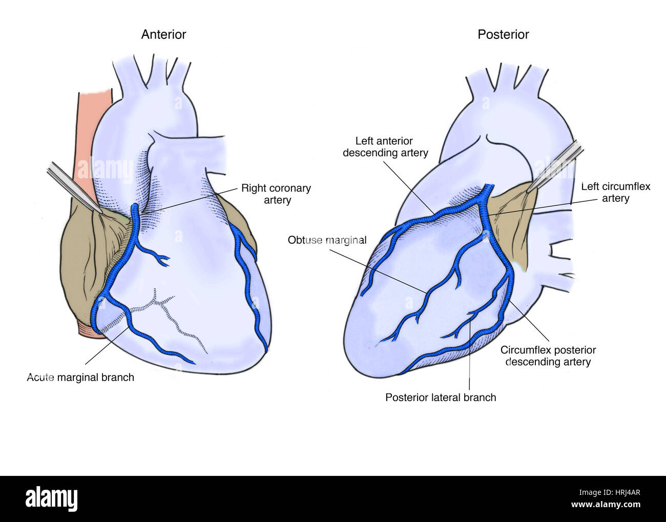 Illustration of Coronary Arteries Stock Photo