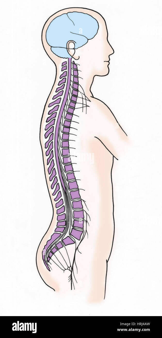 Illustration of Spinal Nerves Stock Photo - Alamy