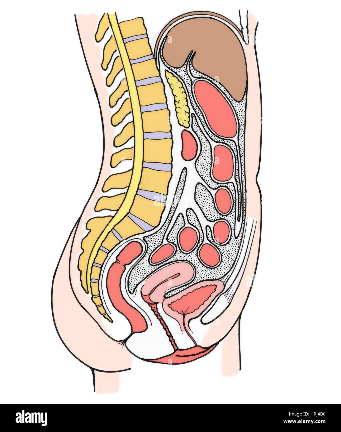 Illustration Of Female Internal Organs Stock Photo Alamy