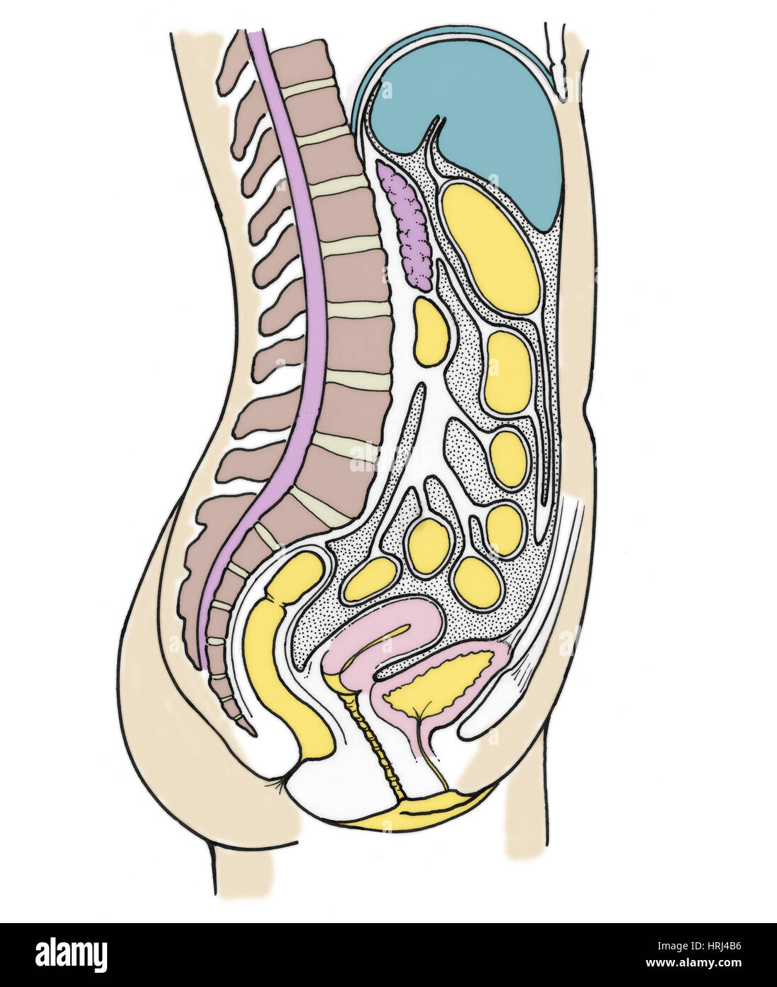 Illustration of Female Internal Organs Stock Photo