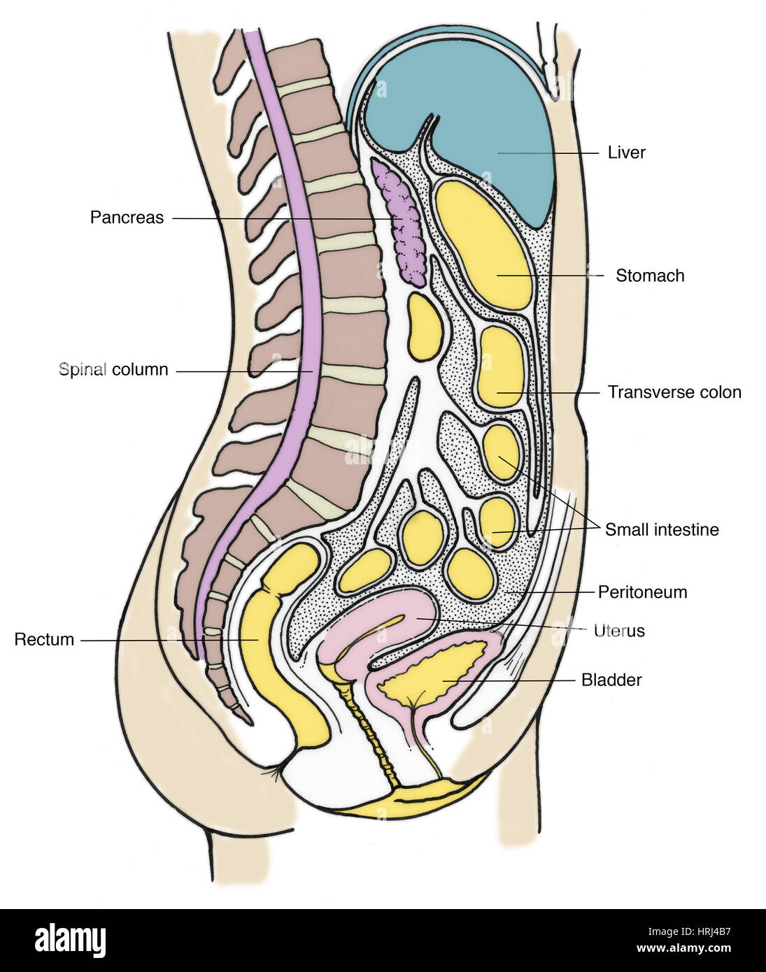 Illustration of Female Internal Organs Stock Photo