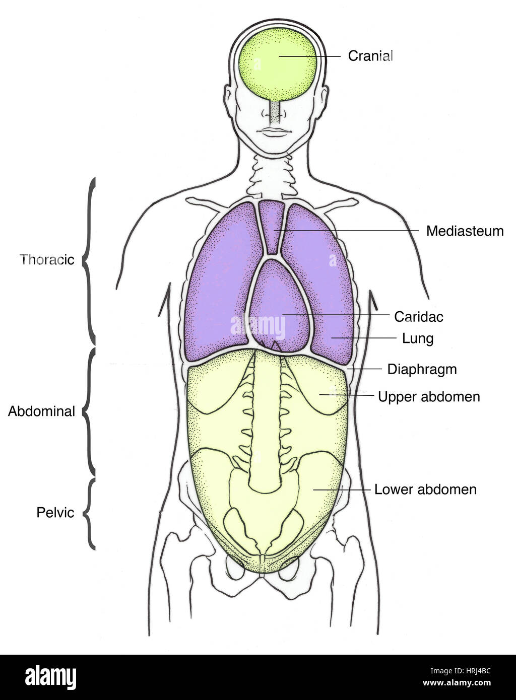 Illustration of Anterior Body Cavities Stock Photo - Alamy