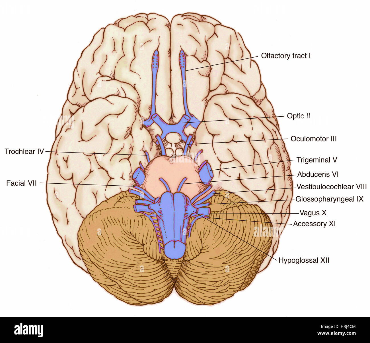 brain model labeled cranial nerves