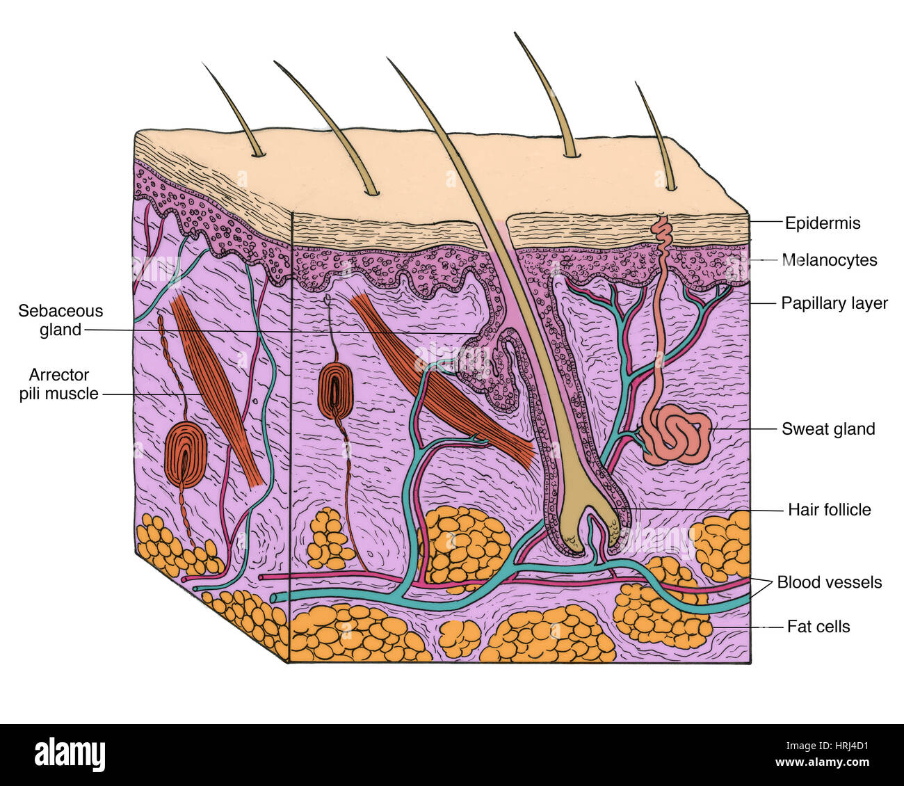 Solved The Dermis Extends Upward Between Ridges of