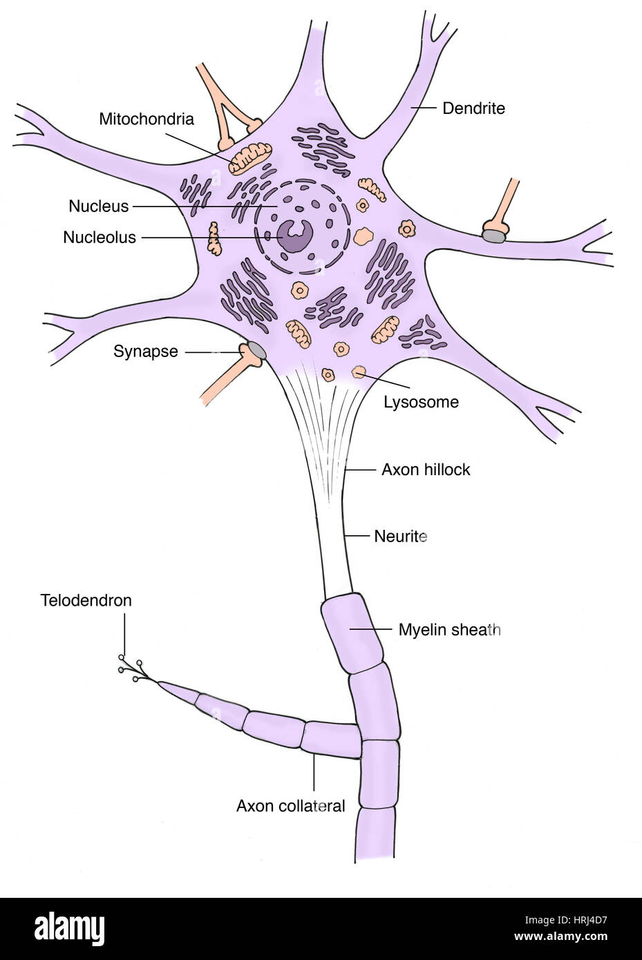 neurite dendrite axon neurite dendrite axon