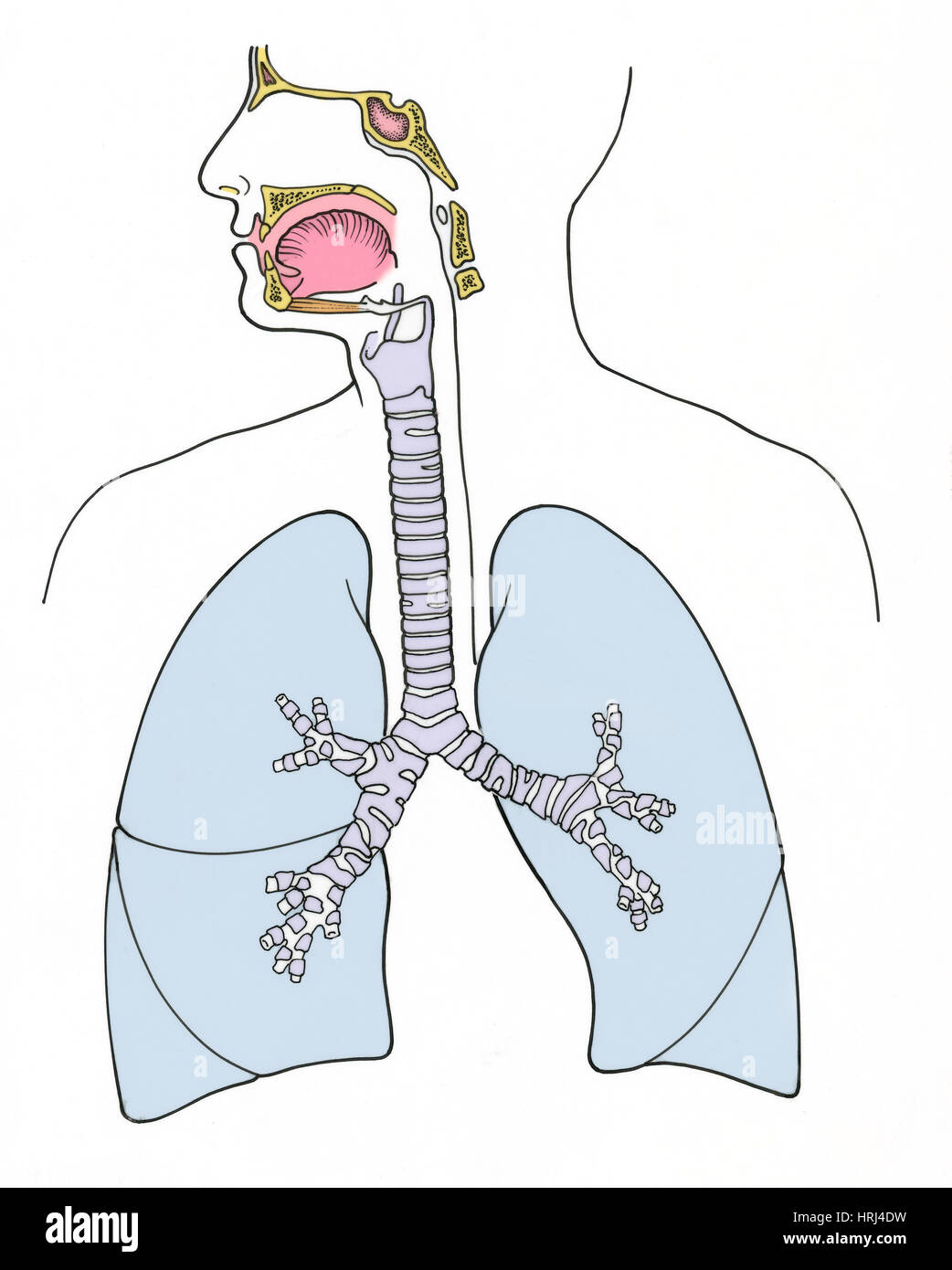Human respiratory system anatomy sketch drawing Stock Illustration | Adobe  Stock
