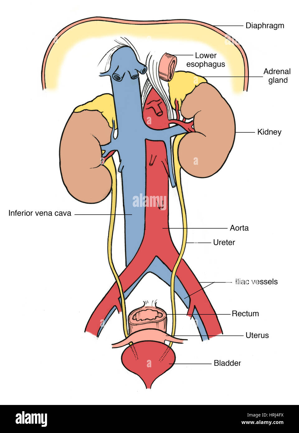 Urinary System Anatomy Doodle Style Sketch Stock Vector (Royalty Free)  332549015 | Shutterstock